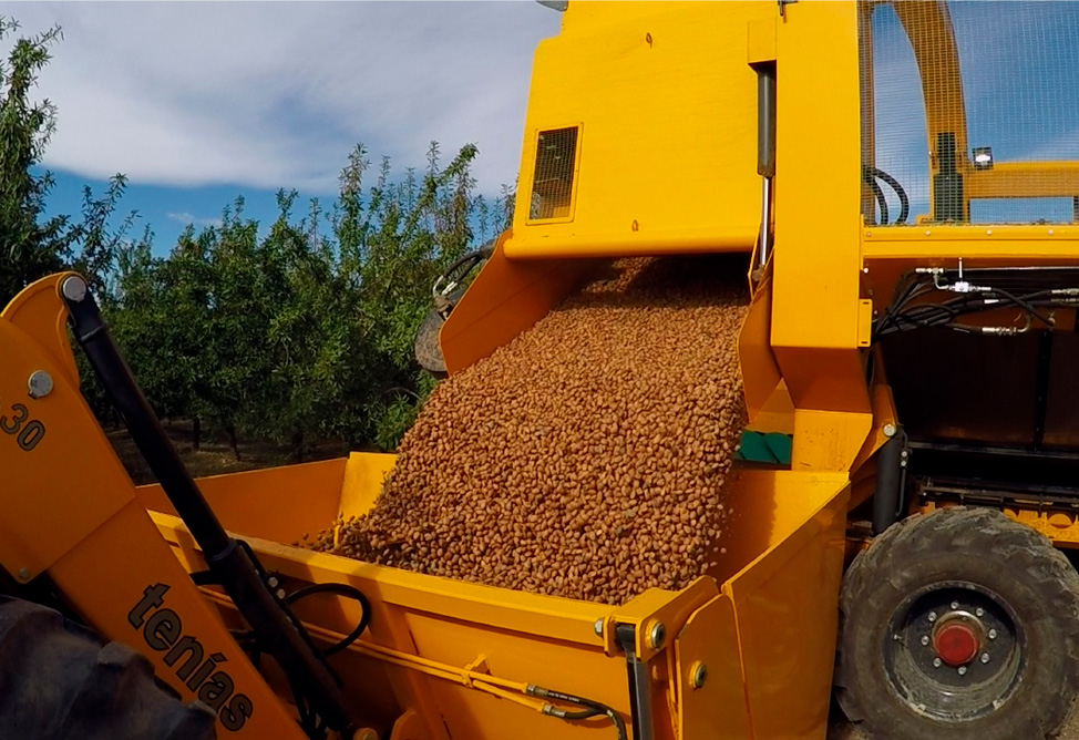 Tenías almond harvester depositing its harvested almonds in the container