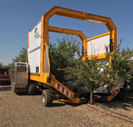 Photo of a few almond harvesters working